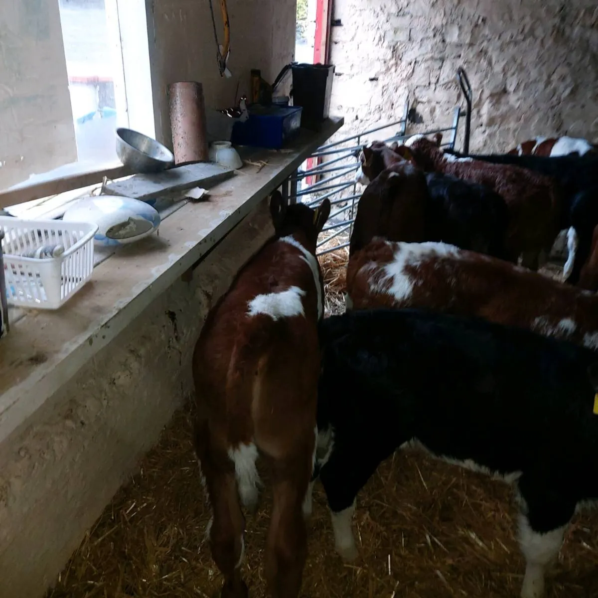 CALVES BULLS  &  HEIFERS - Image 3