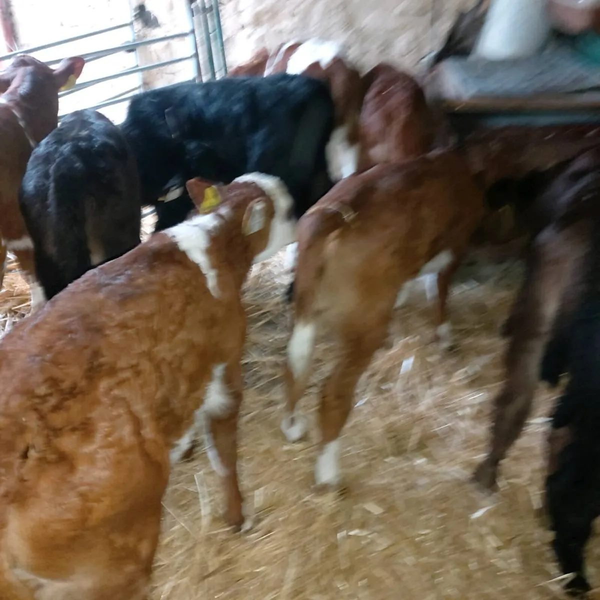 CALVES BULLS  &  HEIFERS - Image 4