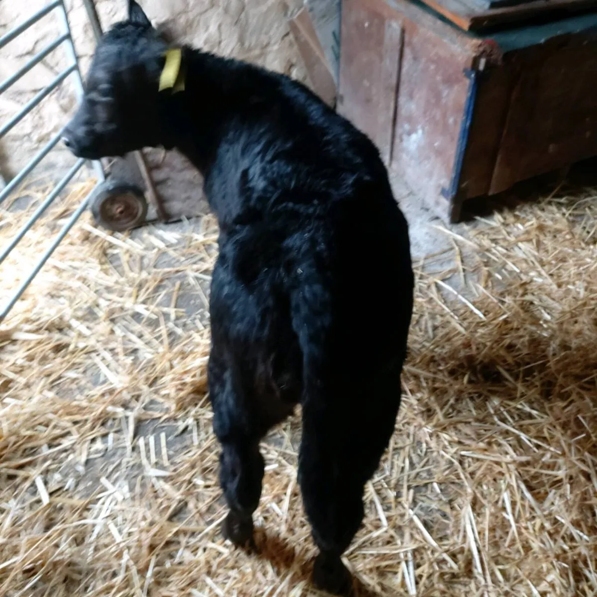 CALVES BULLS  &  HEIFERS - Image 1