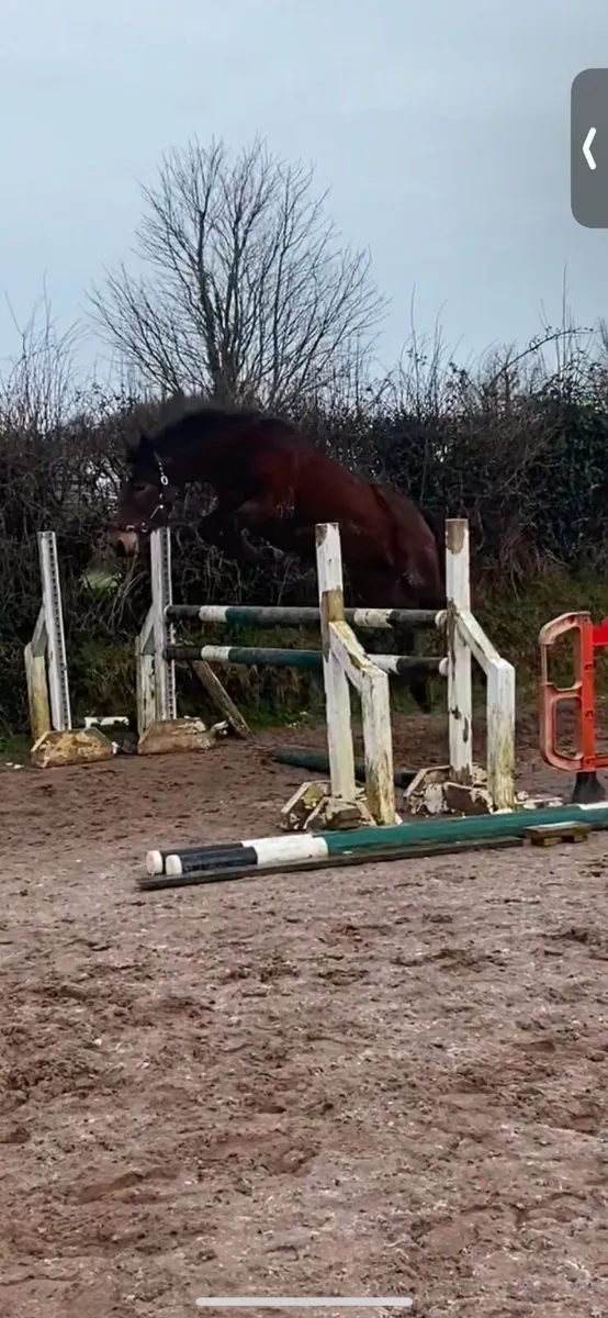 3YO CONNIE X ISH - Image 2