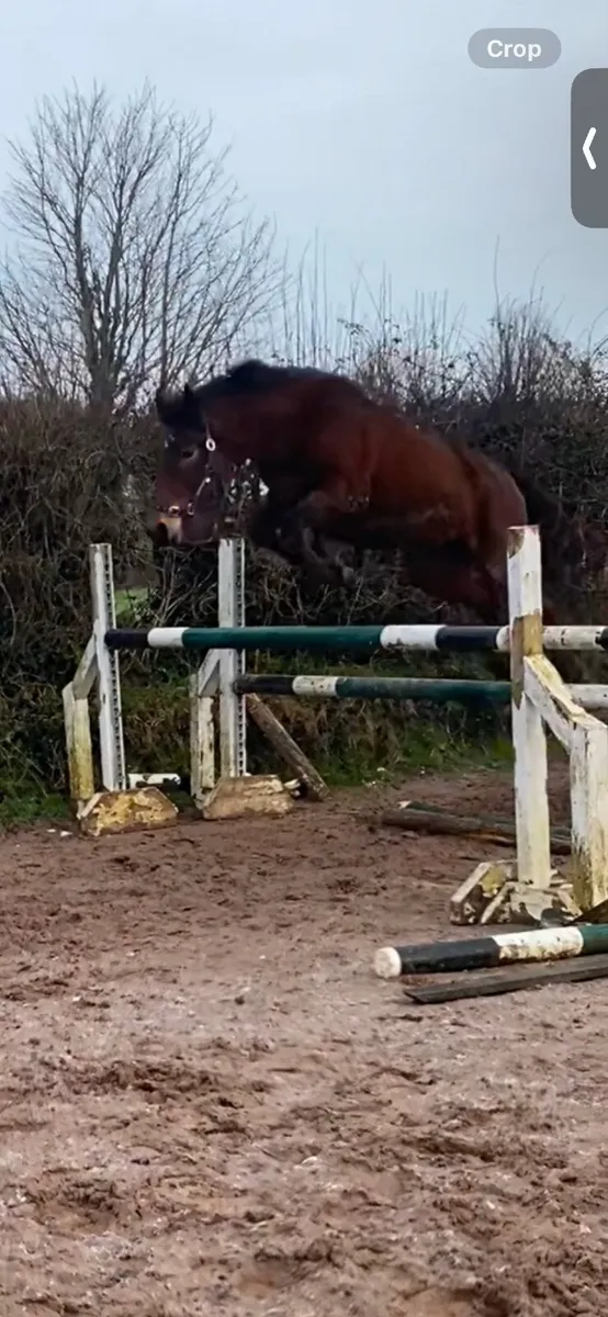 3YO CONNIE X ISH - Image 1