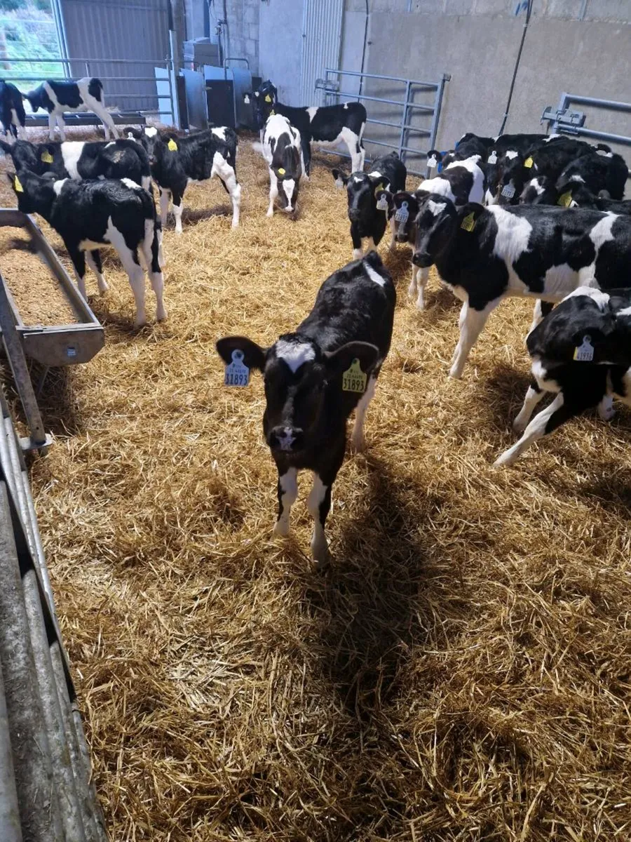 Fresian heifers and Angus bulls - Image 1
