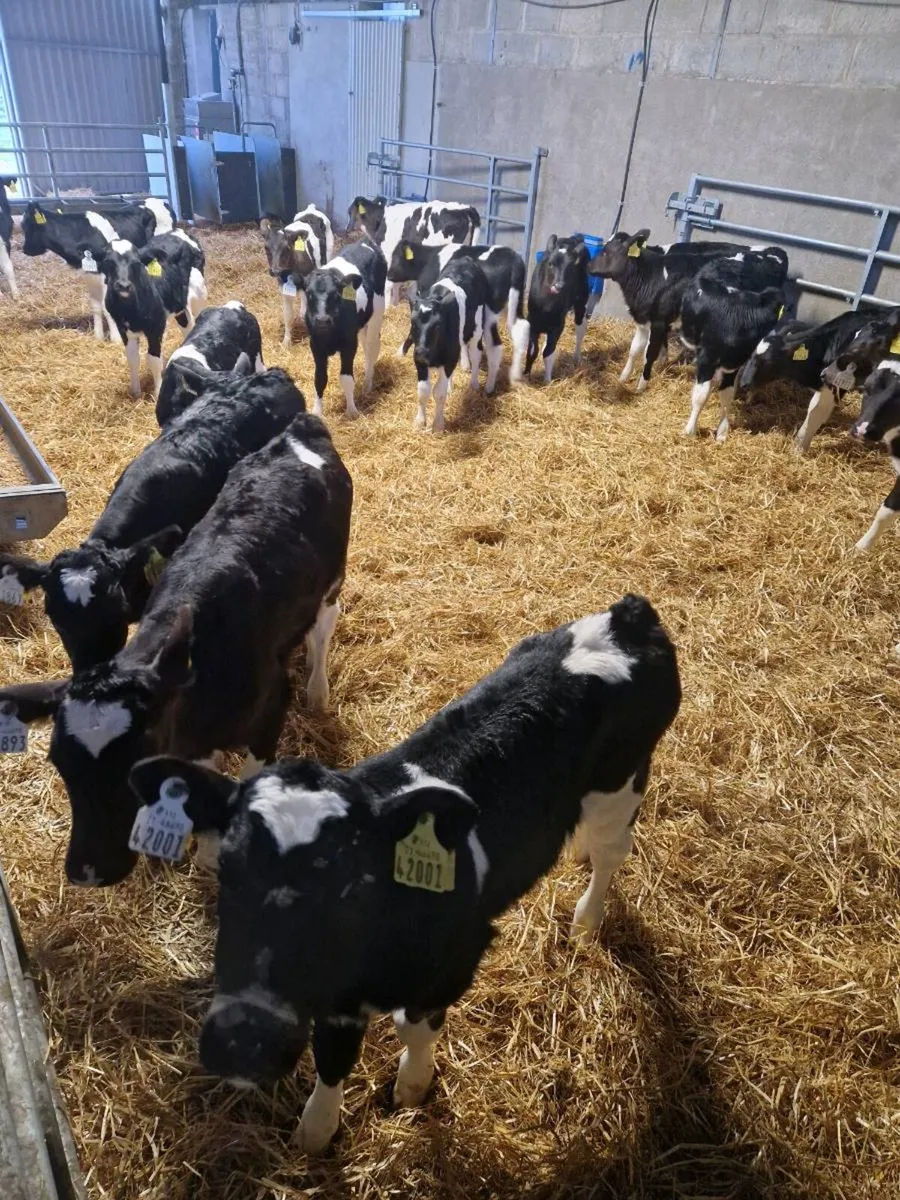 Fresian heifers and Angus bulls - Image 3