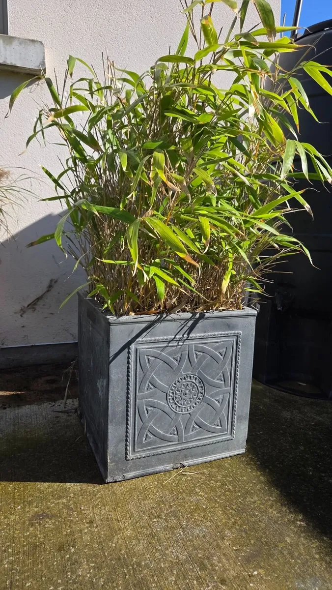 Bamboo Plant in pot - Image 3