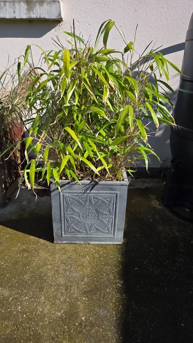 Bamboo Plant in pot - Image 2