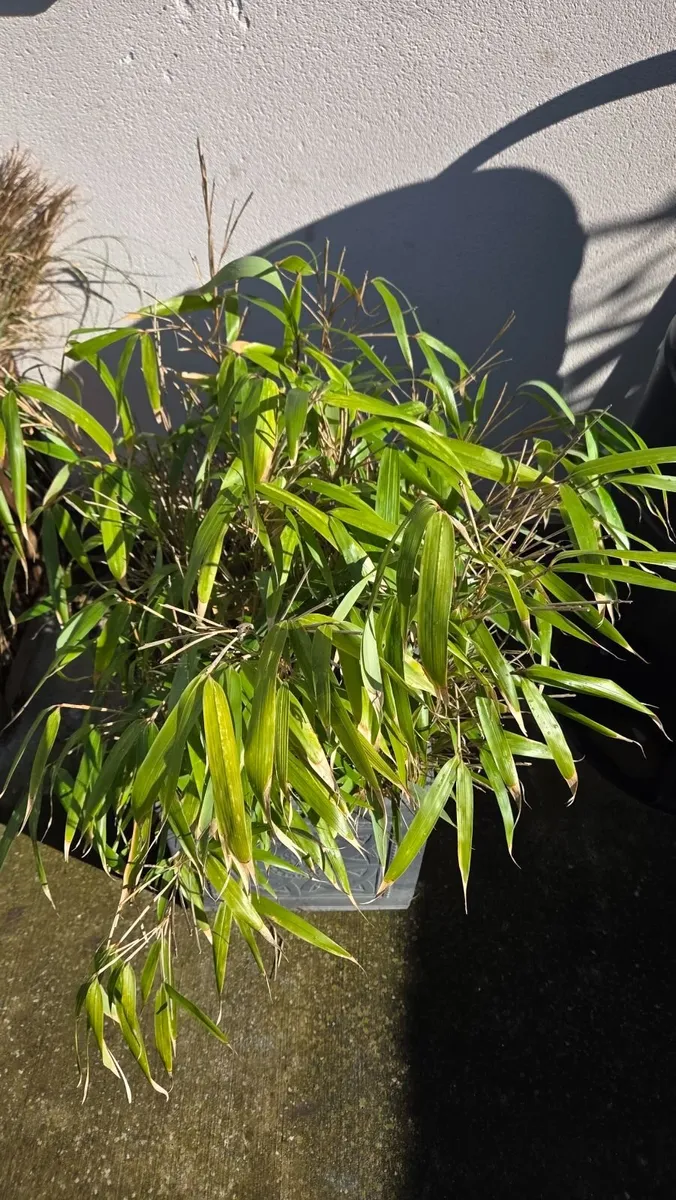 Bamboo Plant in pot - Image 1