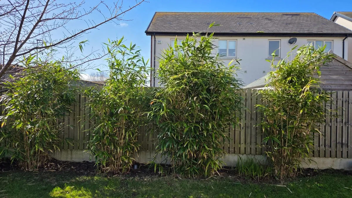 Bamboo Plant in pot - Image 4
