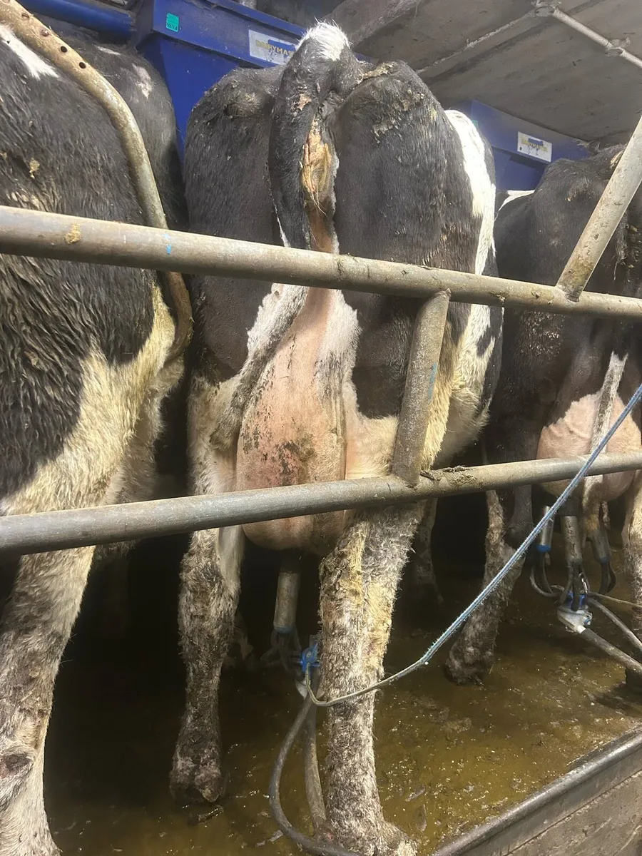 Cows For Feeding Calves for Sale - Image 1
