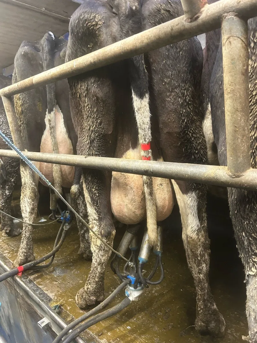 Cows For Feeding Calves for Sale - Image 2