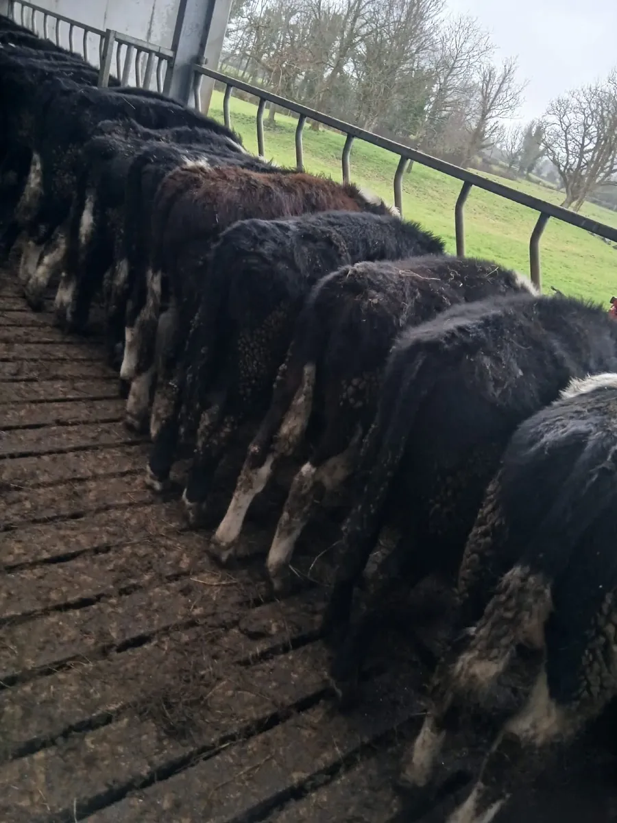 24 yearlings for sale - Image 2