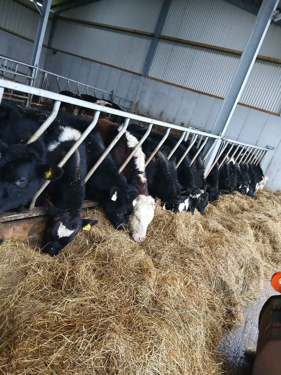 24 yearlings for sale - Image 4