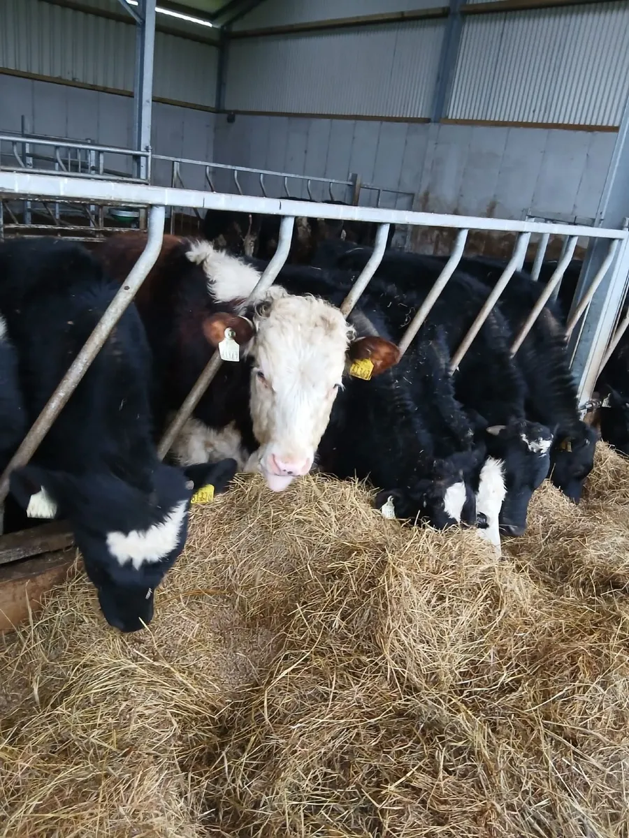 24 yearlings for sale - Image 1