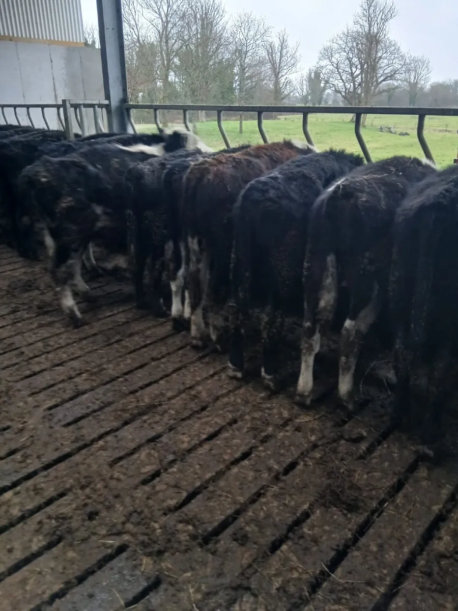 24 yearlings for sale - Image 3