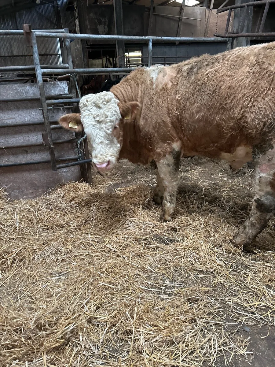 Simmental bull - Image 1
