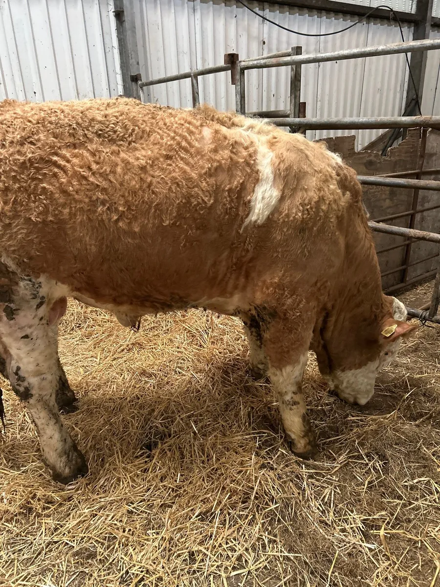 Simmental bull - Image 2