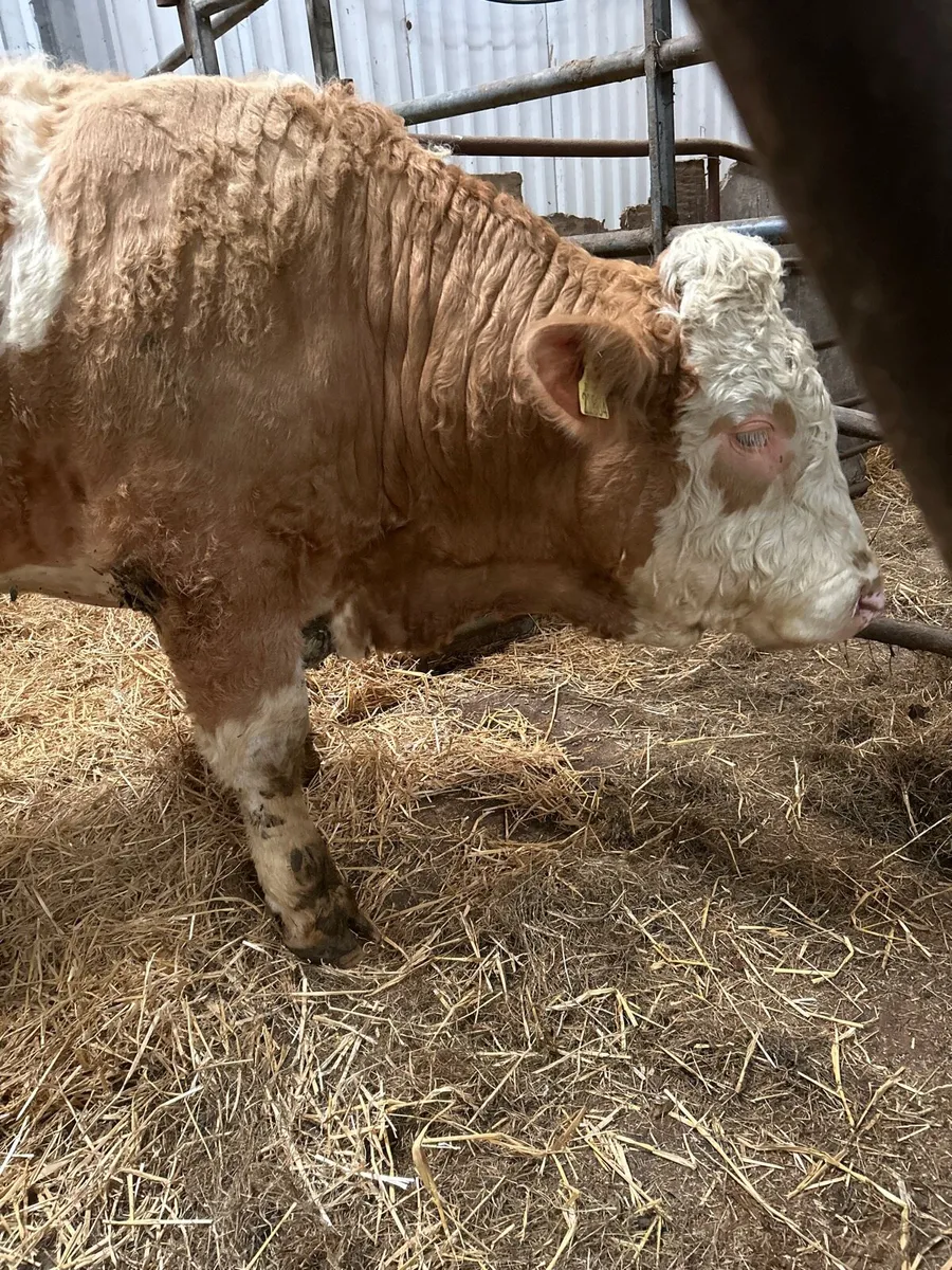 Simmental bull - Image 3