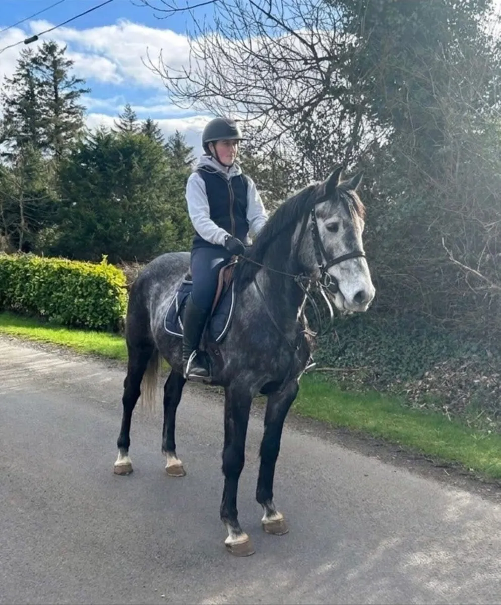 15.1 5YO GELDING - Image 1