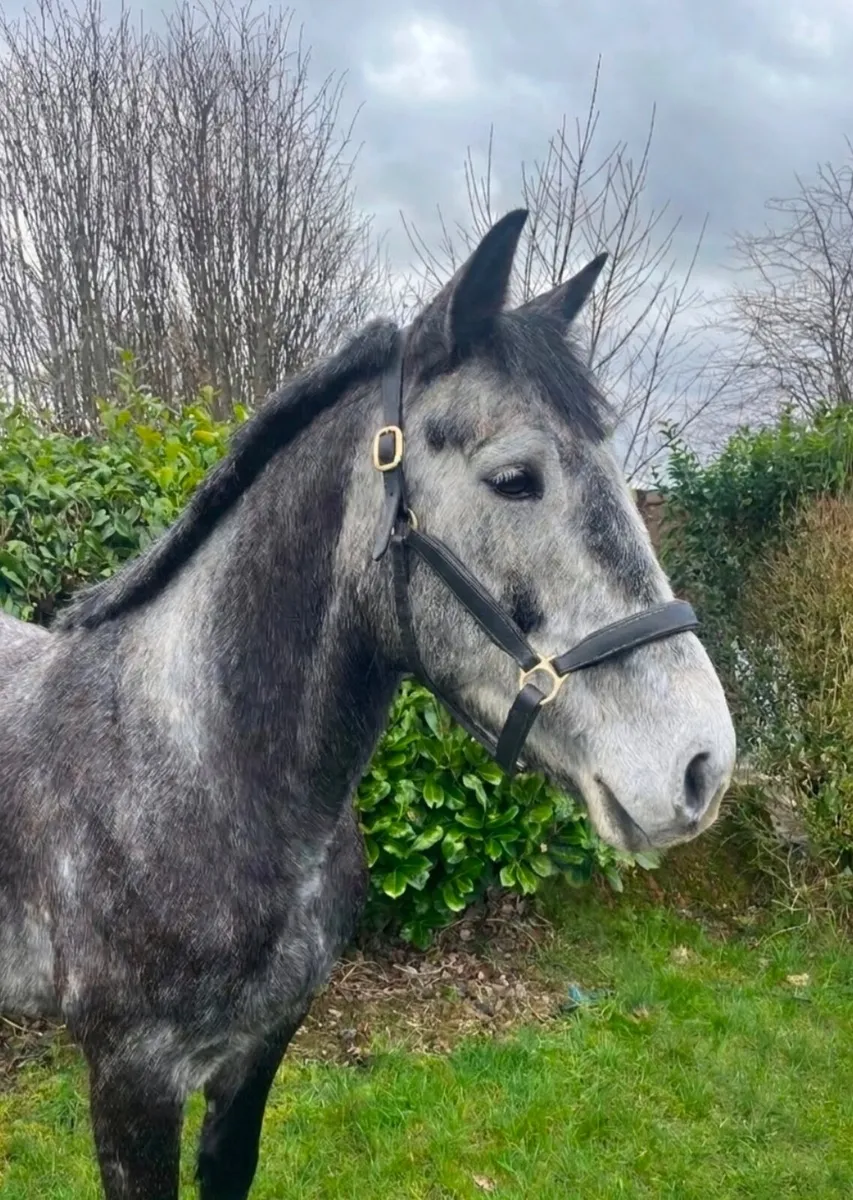 15.1 5YO GELDING - Image 2