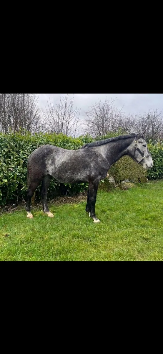 15.1 5YO GELDING - Image 3