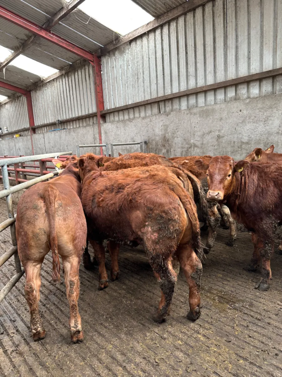 Lim store heifers - Image 2