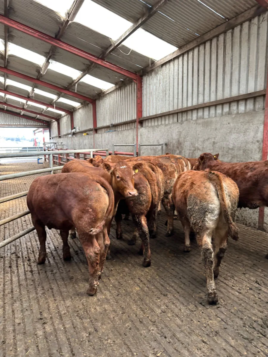 Lim store heifers - Image 1