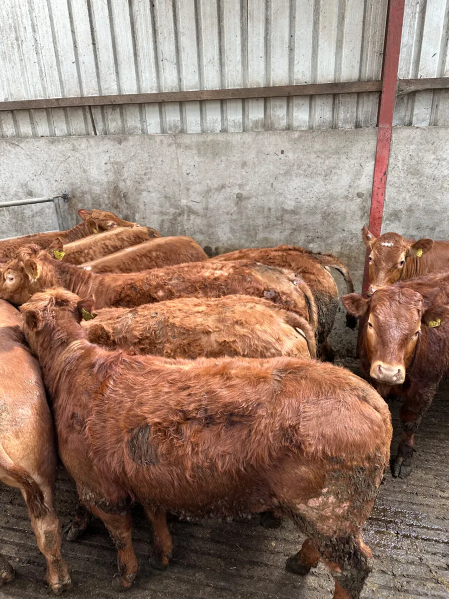 Lim store heifers - Image 4