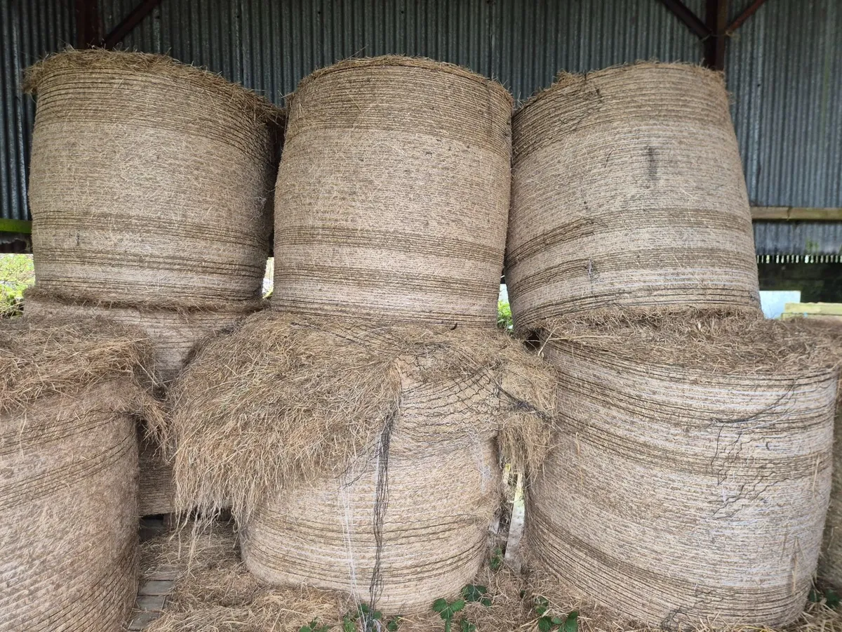 Round Bales of Hay - Image 1
