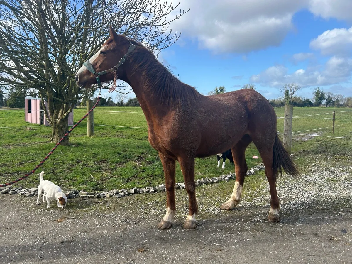 Broodmares - Image 1