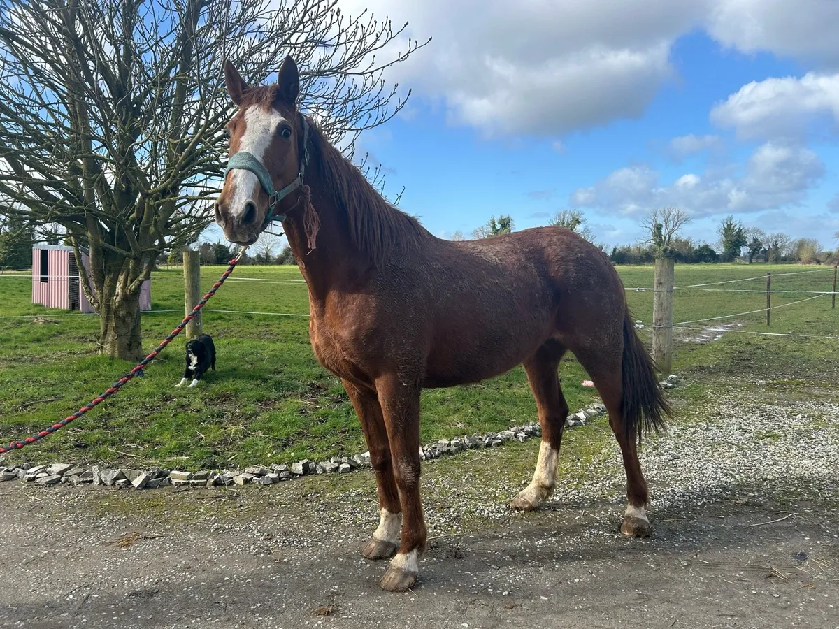 Broodmares - Image 4