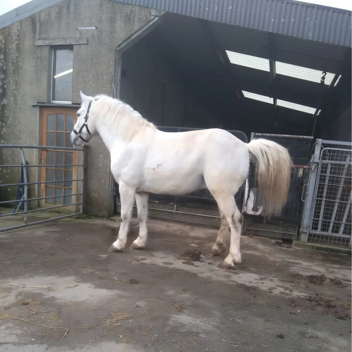 Two Connemara Stallions @ stud - Image 2