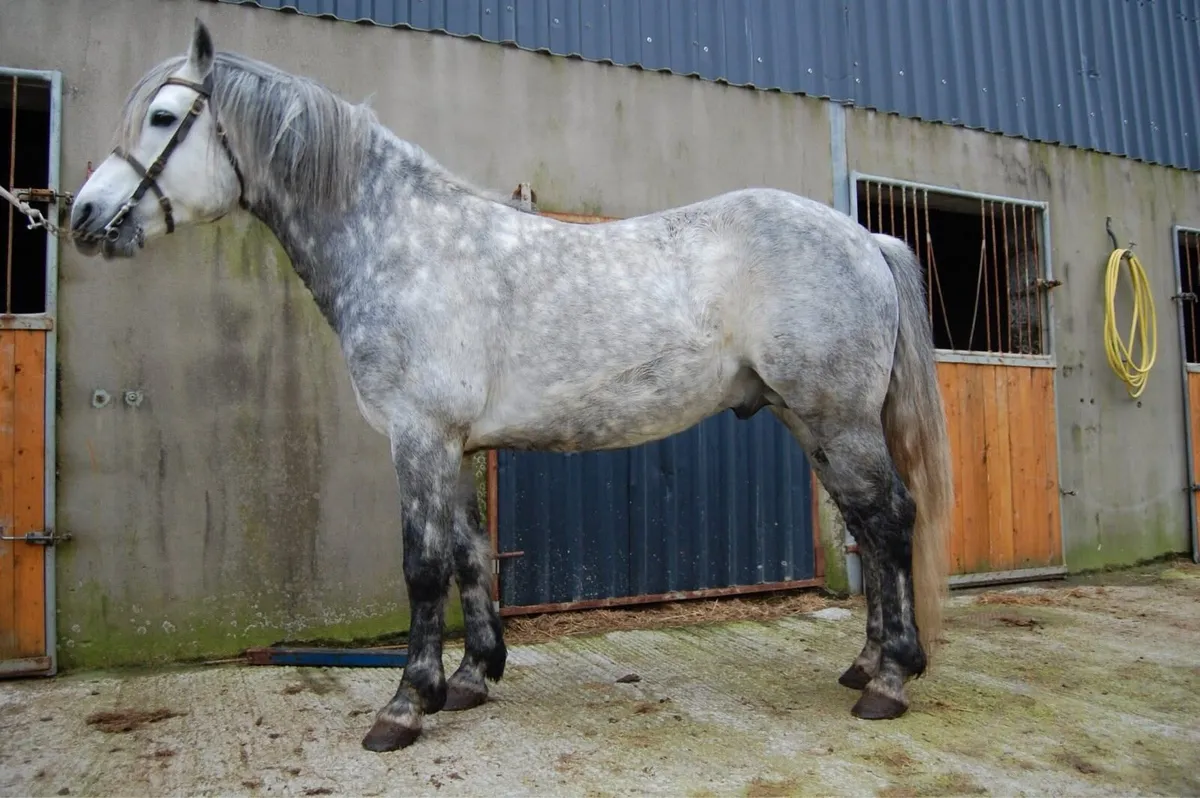 Two Connemara Stallions @ stud - Image 3