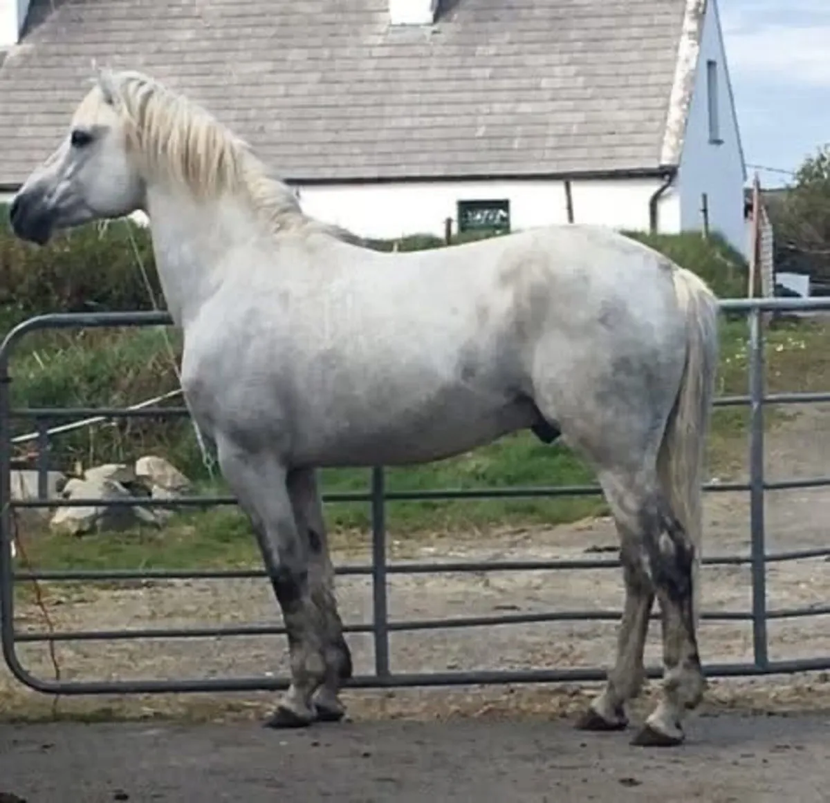 Two Connemara Stallions @ stud - Image 4