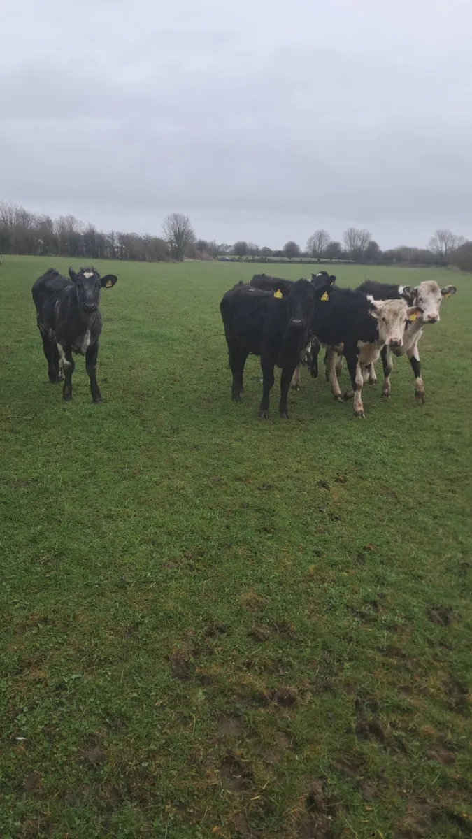 Yearling heifers - Image 3