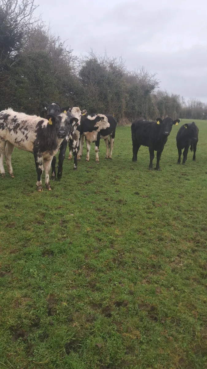 Yearling heifers - Image 1