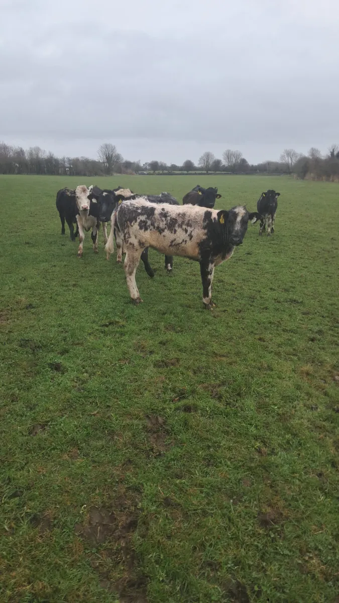 Yearling heifers - Image 2