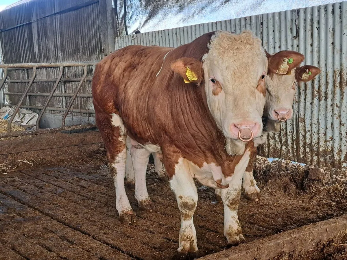 Pedigree Simmental Bulls For Sale - Image 2