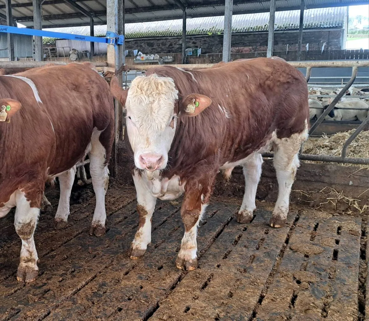 Pedigree Simmental Bulls For Sale - Image 1