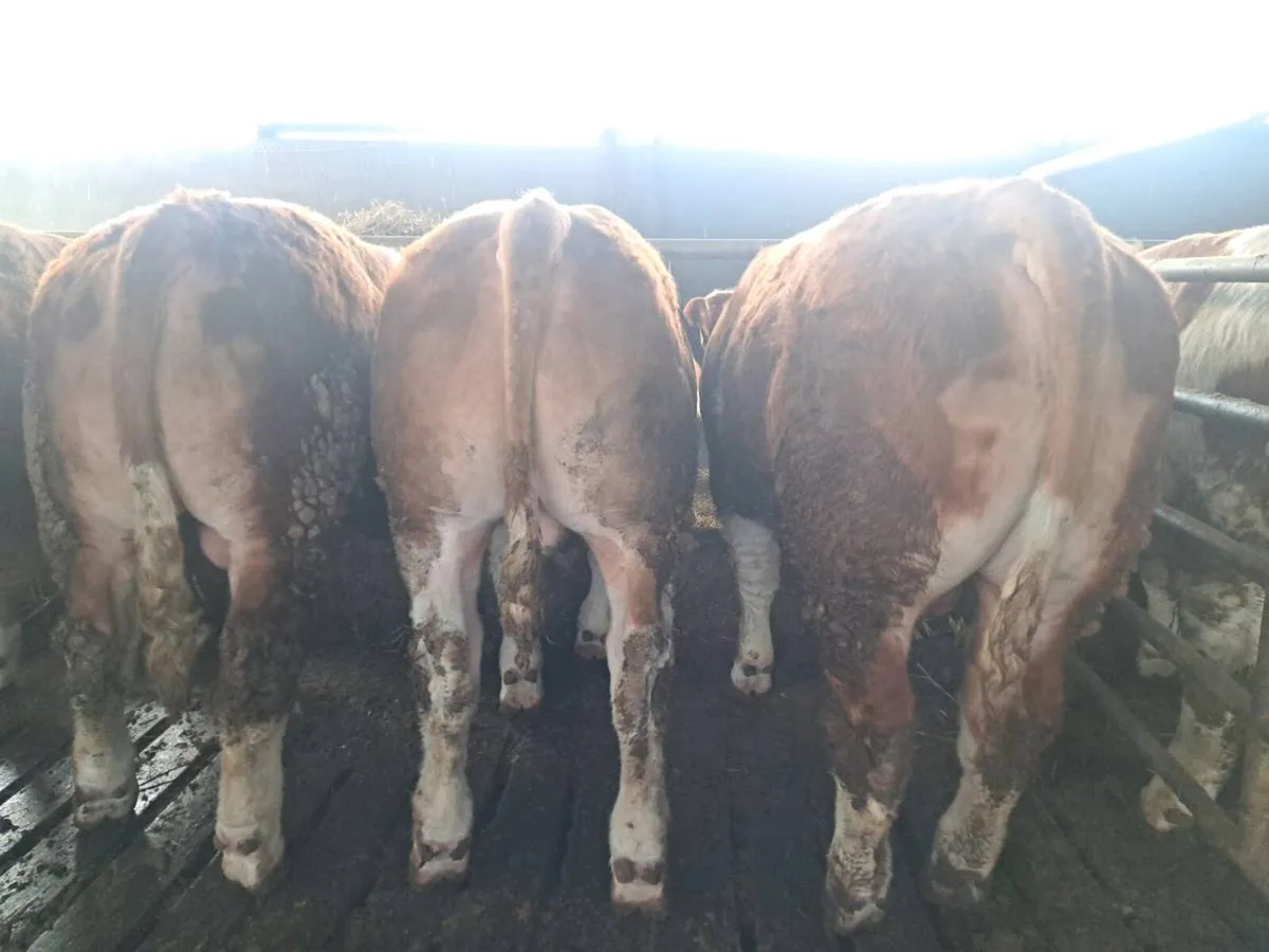 Pedigree Simmental Bulls For Sale - Image 3