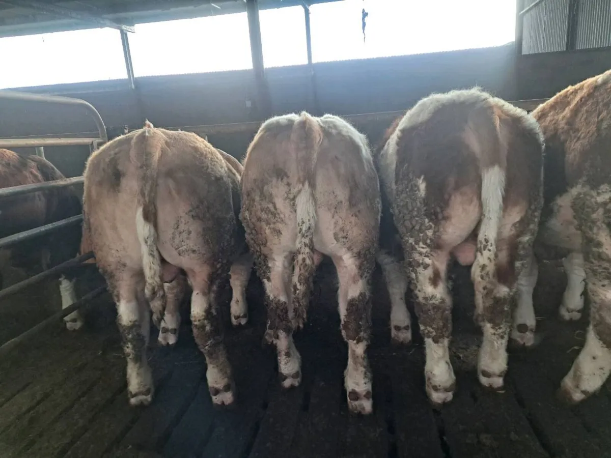 Pedigree Simmental Bulls For Sale - Image 4