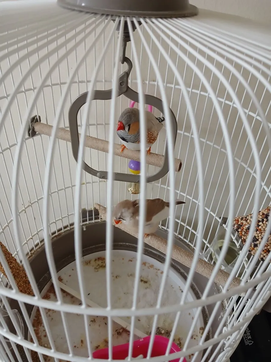 X2 female Zebra Finches - Image 1