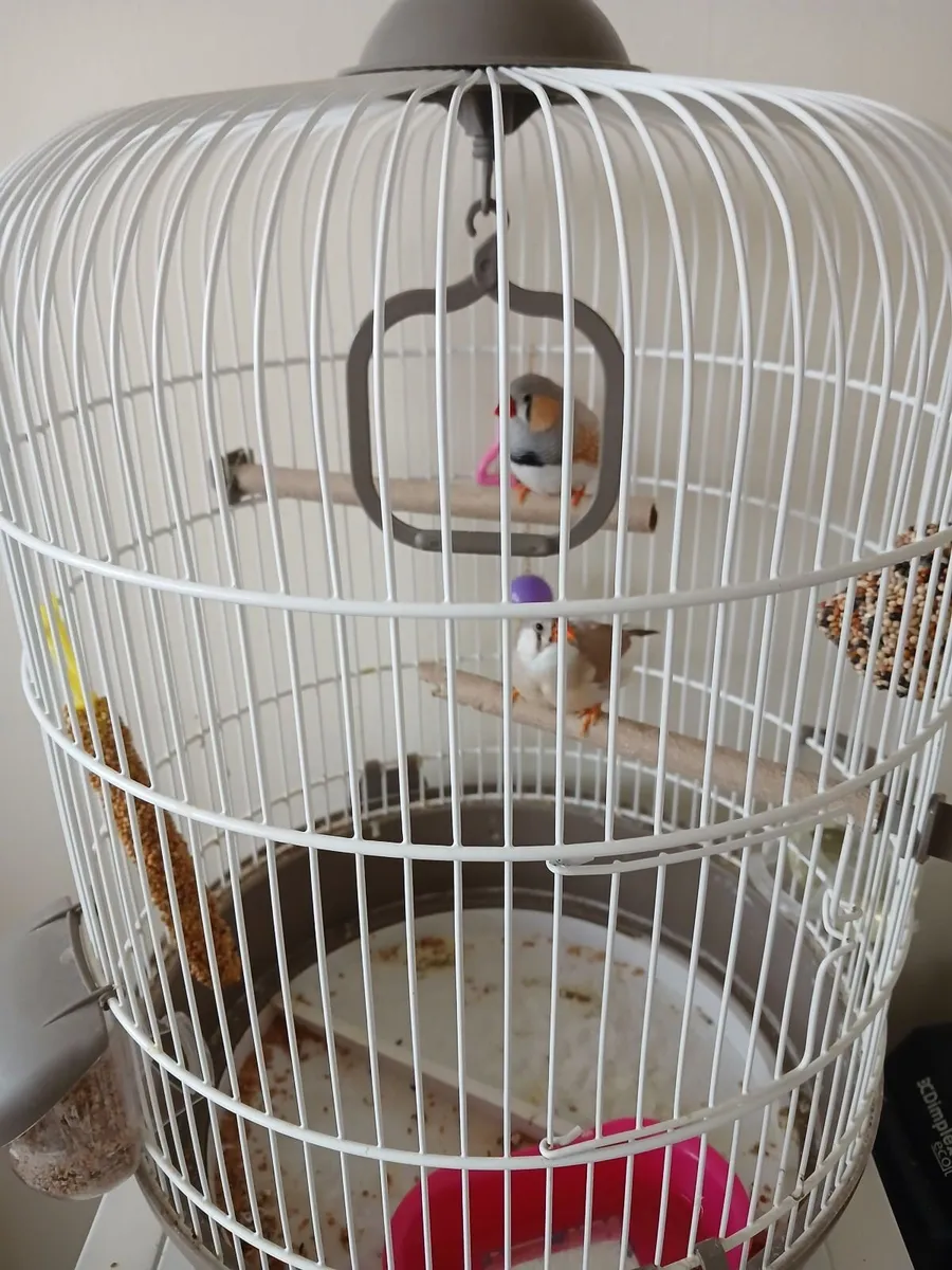 X2 female Zebra Finches - Image 2