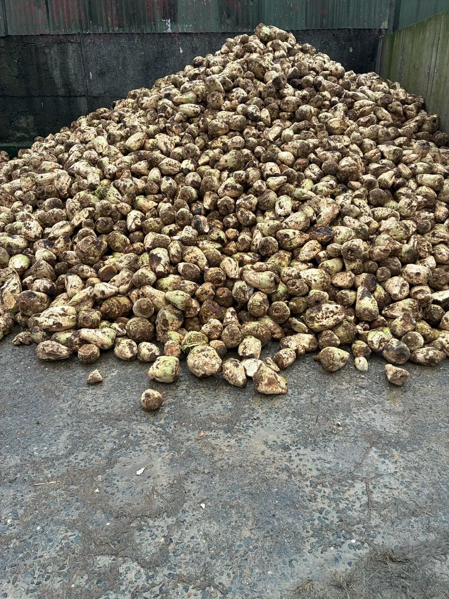 Fodder Beet - Image 2