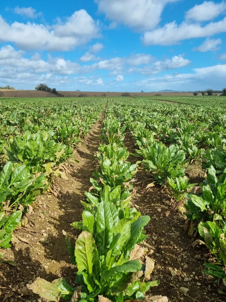 Fodder Beet - Image 4