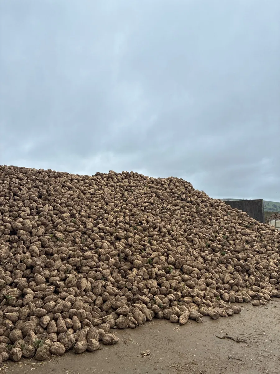 Fodder Beet - Image 1