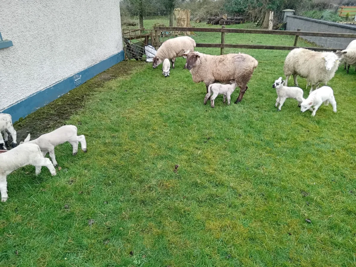 Ewes and lambs - Image 1