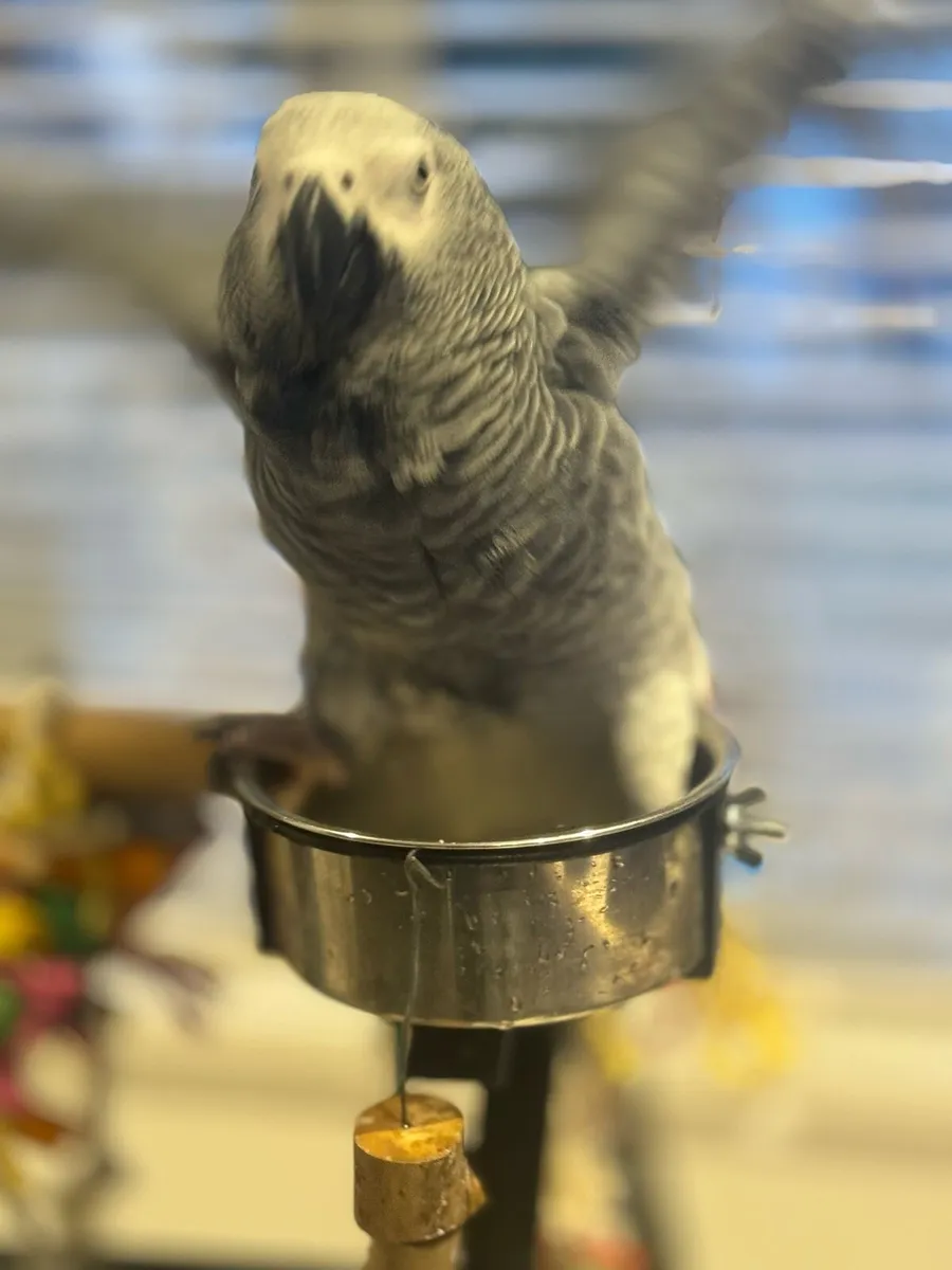 African Grey - Image 1