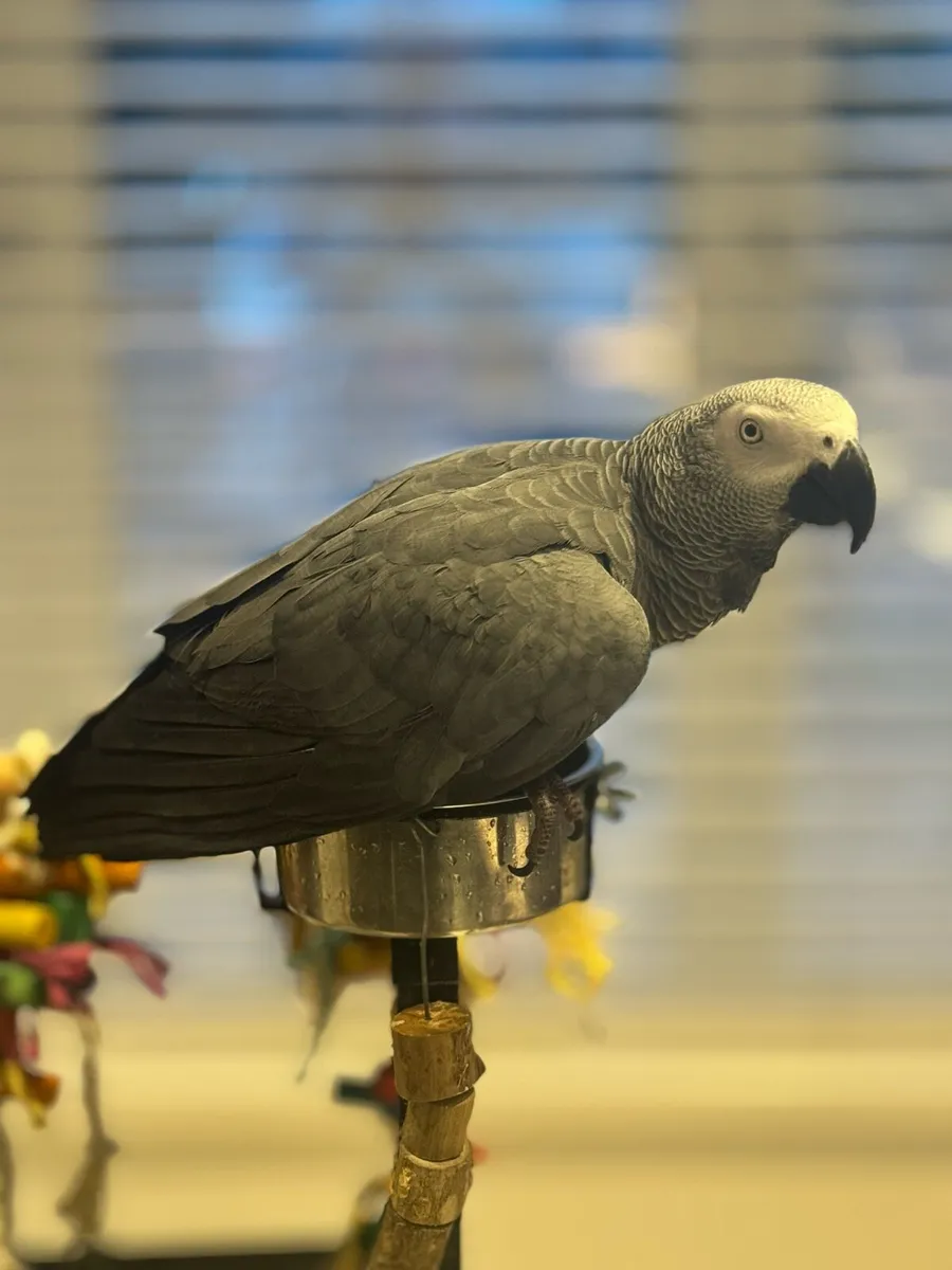 African Grey - Image 2