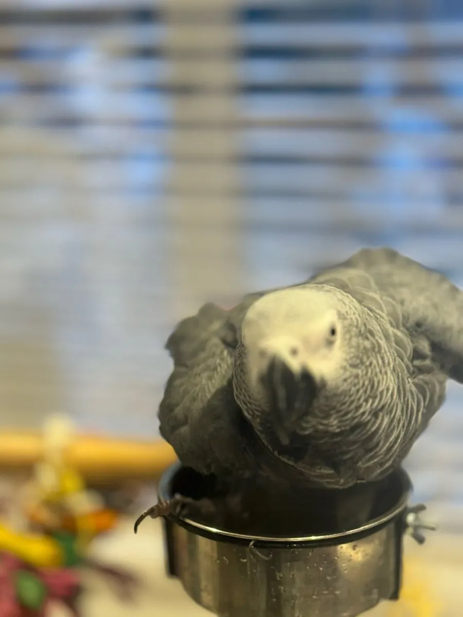 African Grey - Image 3