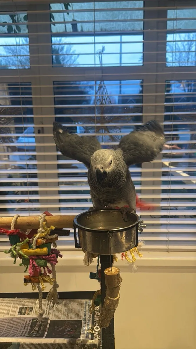 African Grey - Image 4