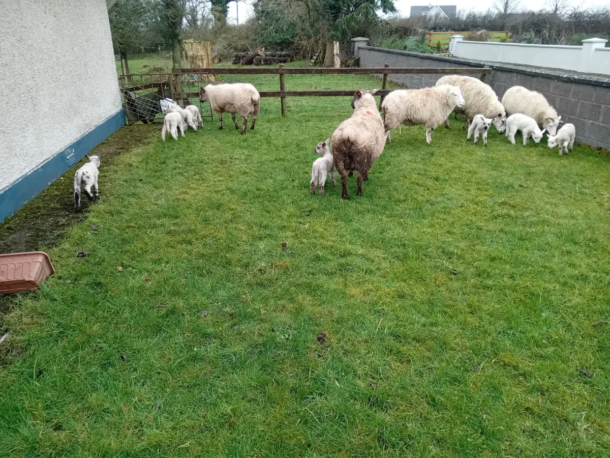 Ewes and lambs - Image 4